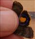2110a (73.347)<br>Langmaids Yellow Underwing